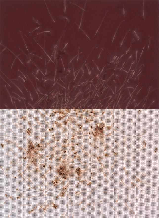 Thomas Wachholz, LUCIFER S (Reibfläche), 2017. Red phosphorous, binder and cardboard on wood, 32.3 x 23.6 x 1 in, 82 x 60 x 3 cm (TW17.006)